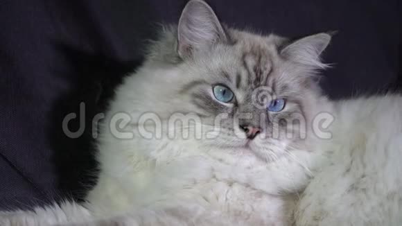 有趣的白色蓬松蓝眼猫监视激光束视频的预览图