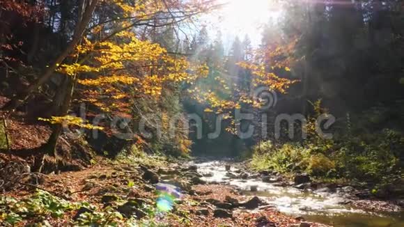 秋林中的山河阳光在河上闪烁视频的预览图