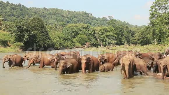 大象河喝水斯里兰卡视频的预览图