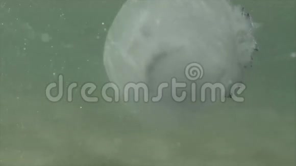 水母根瘤视频的预览图