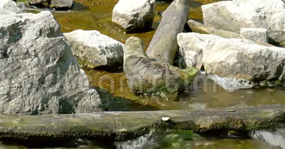 河水流过石头视频的预览图