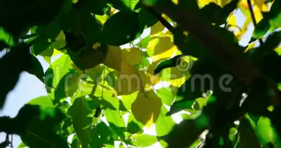 叶子与太阳接壤透过阳光照射视频的预览图