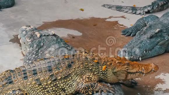 泰国芭堤雅的鳄鱼农场鳄鱼休息视频的预览图