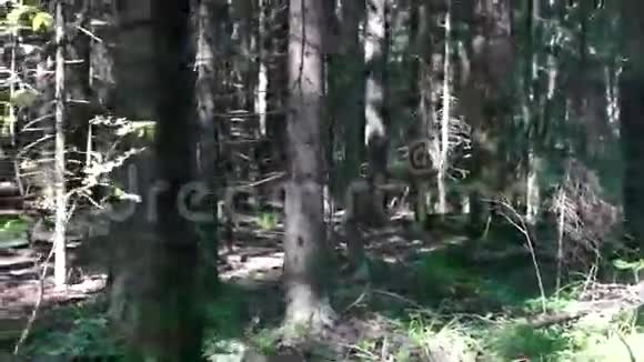 清晨野生松林泛视频的预览图