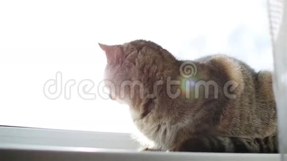 猫坐在窗帘后面的窗台上视频的预览图