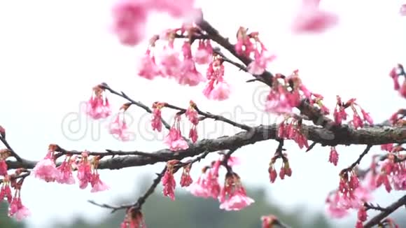 清晨樱花慢动迎着阳光绽放粉红日本樱花视频的预览图