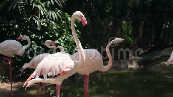 动物园里的火烈鸟动物园里动物的概念视频的预览图