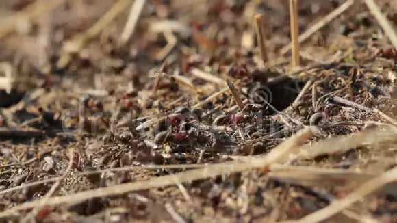 蚂蚁运动在蚁丘视频的预览图