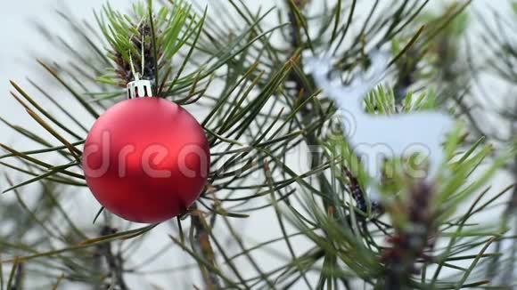 冬天的圣诞树和红宝贝视频的预览图