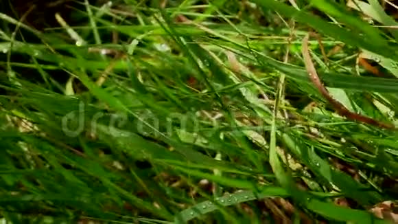 雨后绿草如茵近处视频的预览图