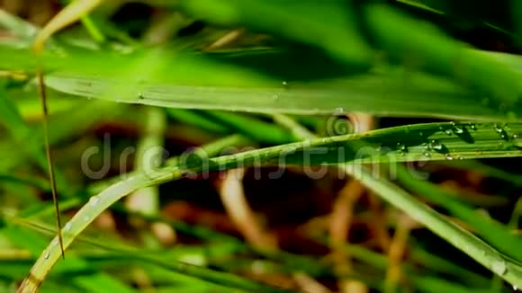 雨后绿草如茵近处视频的预览图