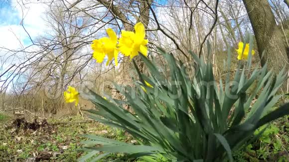 德国春天的水仙花视频的预览图