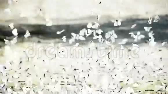 白色和黑色条纹蝴蝶飞舞视频的预览图
