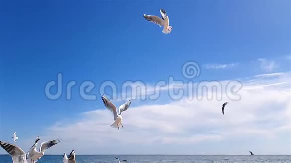海鸥在天空中缓慢地捕捉食物视频的预览图