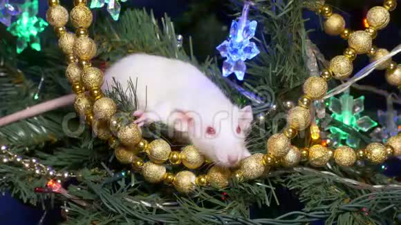 白鼠圣诞动物放在圣诞树上放在金色坐在圣诞树上视频的预览图