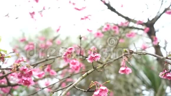 清晨樱花慢动迎着阳光绽放粉红日本樱花视频的预览图