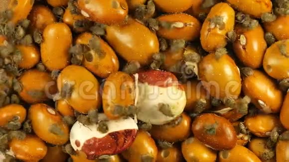 黄褐克豆受棘皮虫感染小甲虫视频的预览图