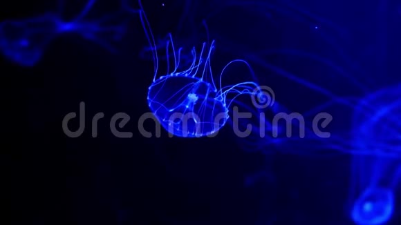 特写水母美杜莎在鱼缸与霓虹灯杰利菲视频的预览图