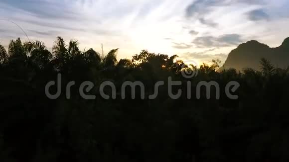 棕榈油树种植园的惊人日出空中高清鸟眼观泰国视频的预览图
