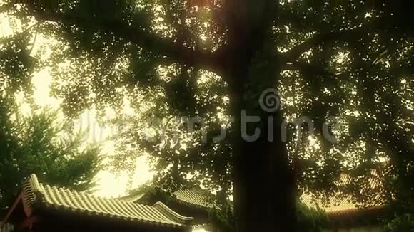 突出粗犷的银杏树干中国古建筑微风吹叶视频的预览图