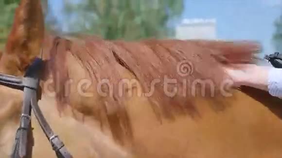 在农场里养马的女人的手视频的预览图