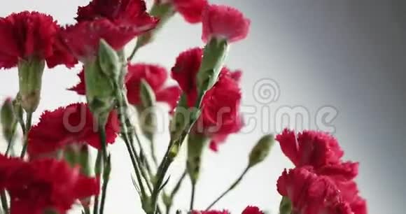 红白康乃馨花旋视频的预览图