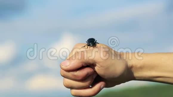黑甲虫在天空背景上双手爬行慢慢地视频的预览图