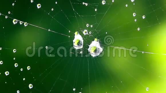 露水滴在蜘蛛网上视频的预览图