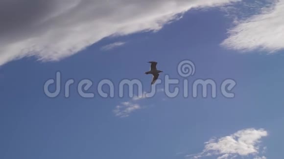 海鸥鸟在海里飞翔美丽的太阳过海太阳耀斑慢动作1920x1080视频的预览图