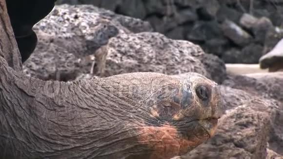孤独乔治是加拉帕戈斯400岁的世界著名乌龟视频的预览图