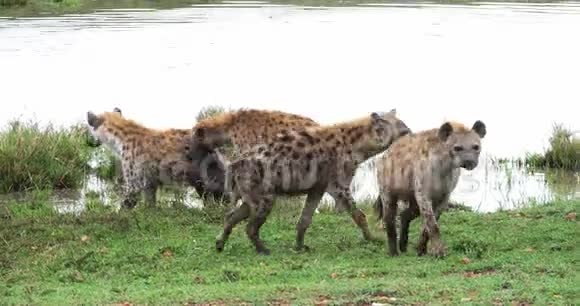 发现Hyenacrocutacrocuta小组站在肯尼亚马塞马拉公园池塘视频的预览图