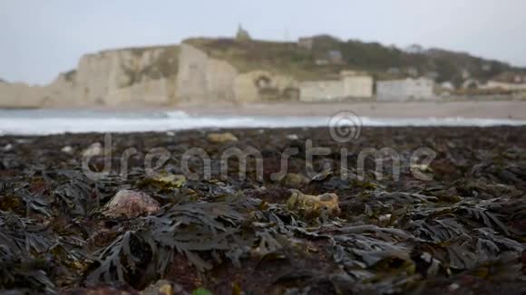 裸海藻在背景蚀刻法国2016年12月视频的预览图
