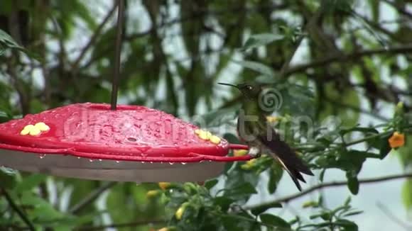 猕猴桃鸟从加拉帕戈斯群岛的特殊红饲养器中喝花蜜视频的预览图