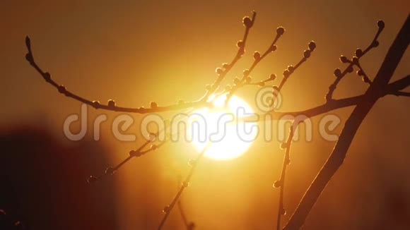 秋干树枝处夕阳剪影阳光景观秋树榆极浅聚焦阳光生活方式视频的预览图