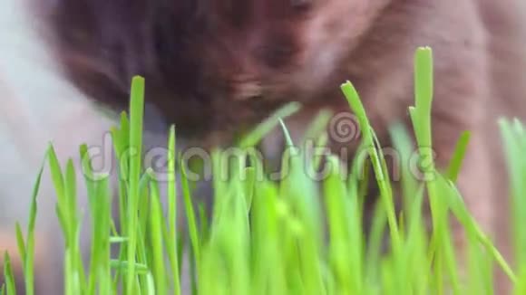 猫吃猫草特写镜头视频的预览图