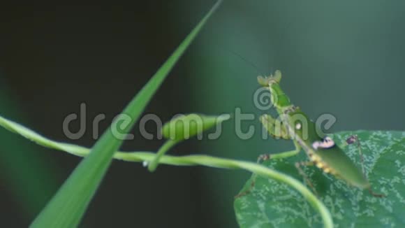 在叶子上祈祷螳螂视频的预览图