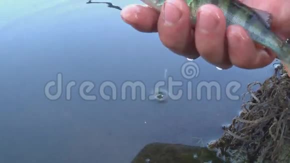 渔夫把鱼放到池塘里视频的预览图