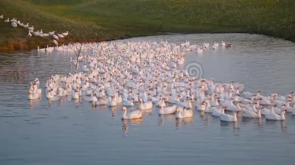 日落时分一群鹅跳进池塘里成千上万只鹅视频的预览图