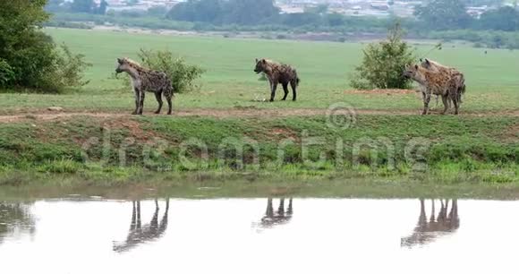发现Hyenacrocutacrocuta小组站在肯尼亚马塞马拉公园池塘视频的预览图