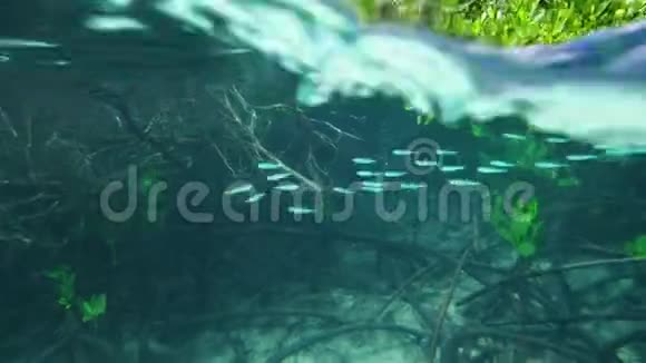 一群在红树林根上游动的鱼视频的预览图