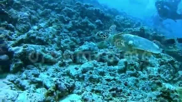潜水马尔代夫海龟视频的预览图