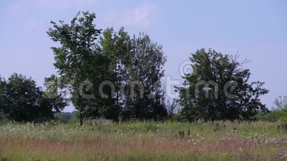 夏天的田野有树木的风景视频的预览图