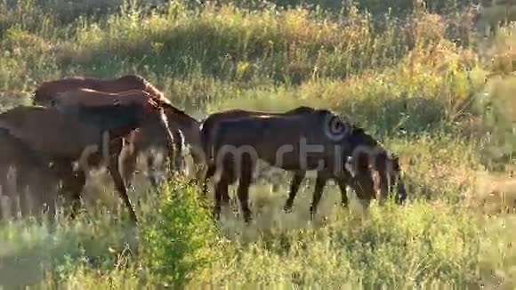一群吃草的马视频的预览图