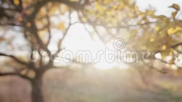 秋天的时候黄叶树上有阳光视频的预览图