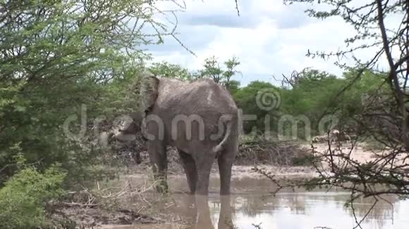 非洲博茨瓦纳大草原上喝野象视频的预览图