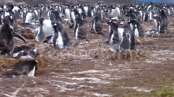 Gentoo企鹅Pygoscelisispapua志愿者点视频的预览图