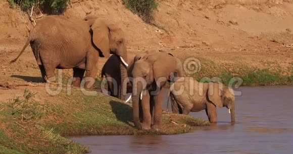 非洲象非洲象River小组肯尼亚桑布鲁公园视频的预览图