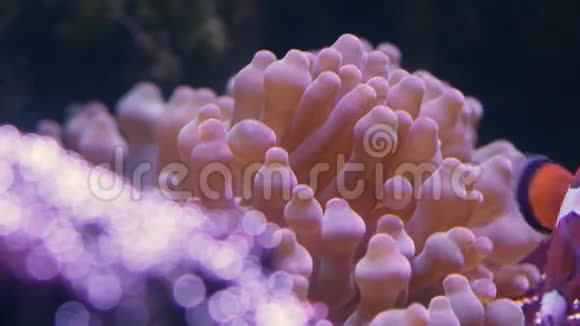 气泡尖端的AnemoneEntacmaea四色视频的预览图