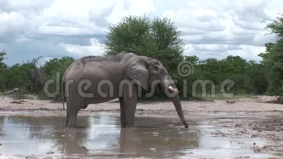 非洲博茨瓦纳大草原上喝野象视频的预览图