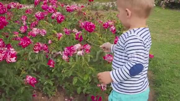 小男孩在玫瑰丛边玩玫瑰视频的预览图